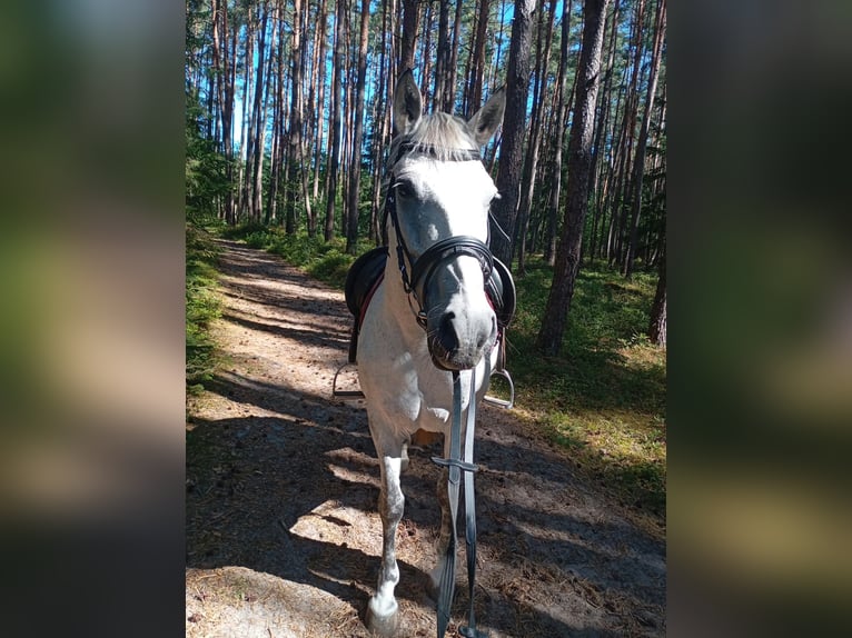 More ponies/small horses Mare 11 years 14.1 hh Grey in Pyrbaum