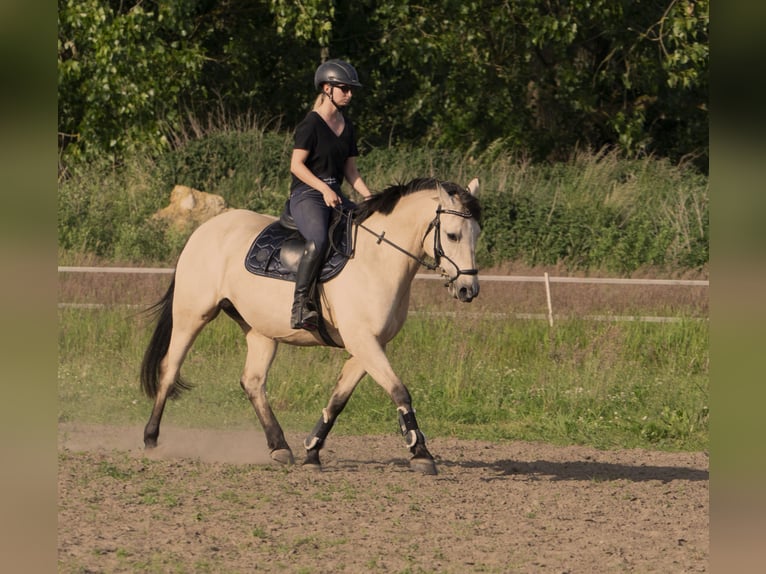 More ponies/small horses Mix Mare 11 years 14.2 hh Dun in Kamień pomorski