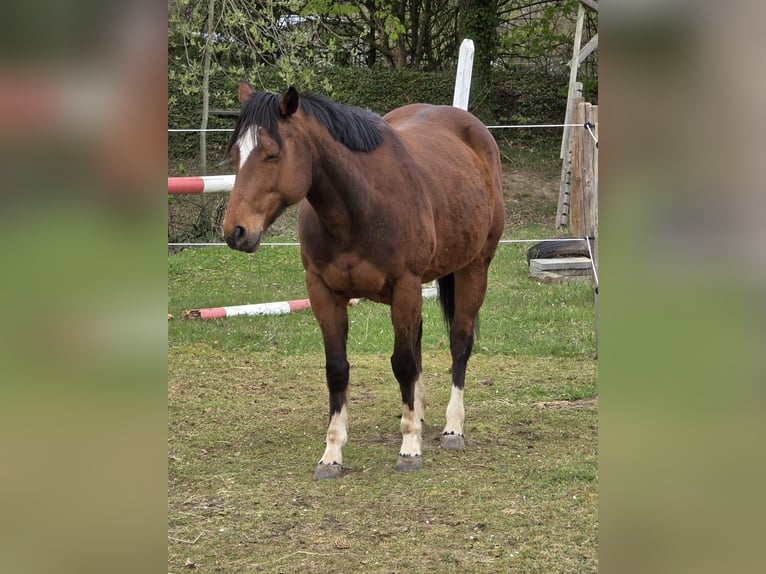 More ponies/small horses Mare 11 years 14,1 hh Brown in Hennef