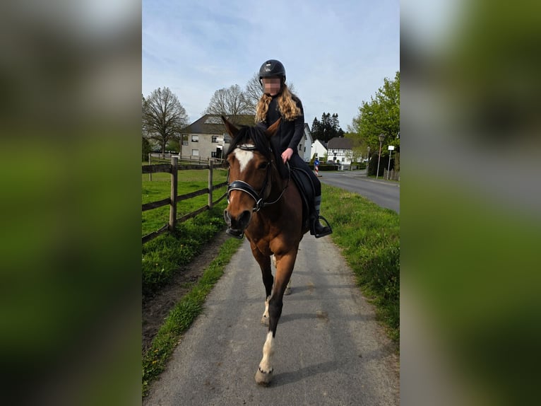 More ponies/small horses Mare 11 years 14,1 hh Brown in Hennef