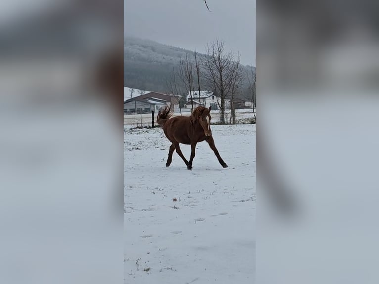 More ponies/small horses Mix Mare 11 years 14,1 hh Chestnut-Red in Wilhelmsburg