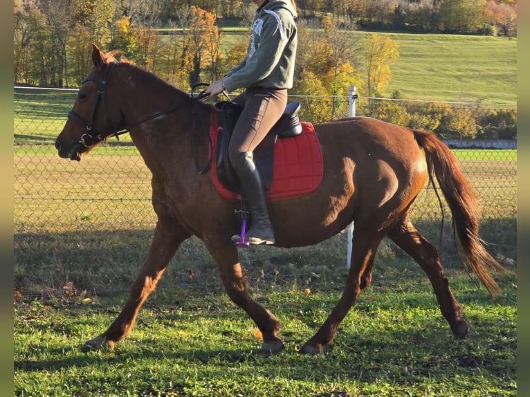 More ponies/small horses Mix Mare 11 years 14,2 hh Chestnut-Red in Wilhelmsburg More ponies/small horses Mix Mare 11 years 14,2 hh Chestnut-Red in Wilhelmsburg