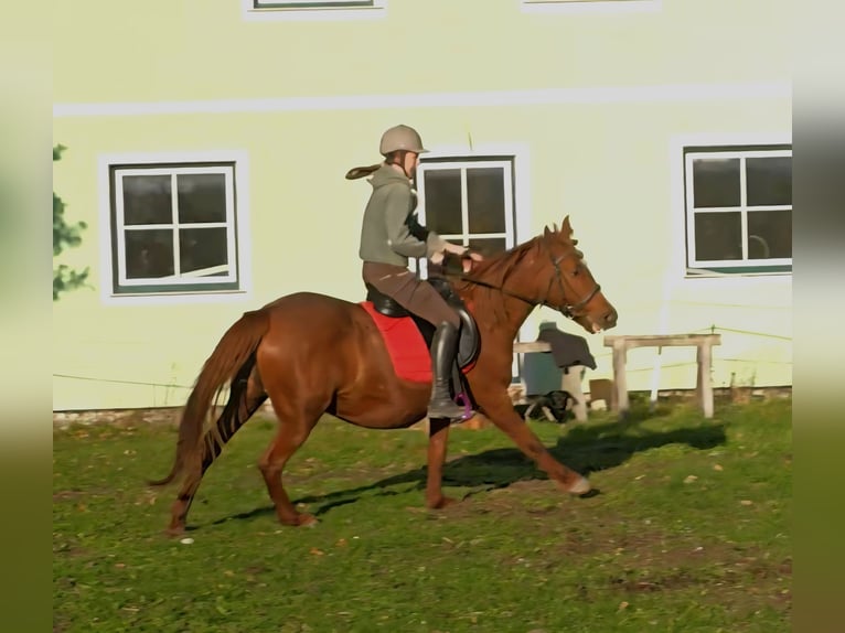 More ponies/small horses Mix Mare 11 years 14,2 hh Chestnut-Red in Wilhelmsburg