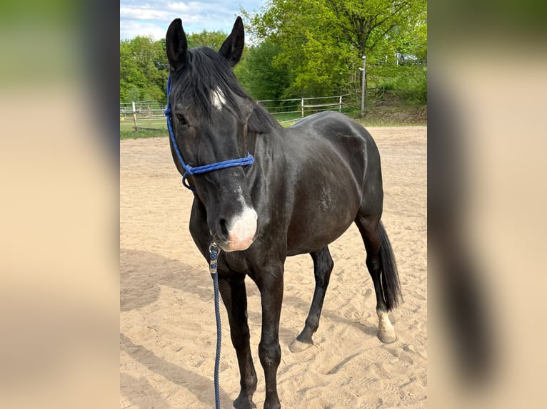 More ponies/small horses Mare 11 years 15.1 hh Black in Bruck in der Oberpfalz