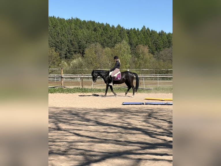 More ponies/small horses Mare 11 years 15.1 hh Black in Bruck in der Oberpfalz