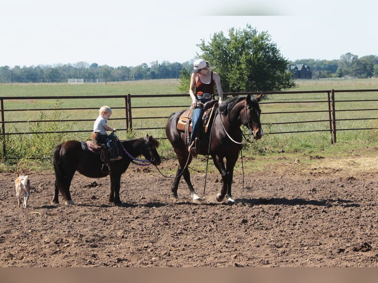 More ponies/small horses Mare 11 years 9 hh Black in Mount Vernon
