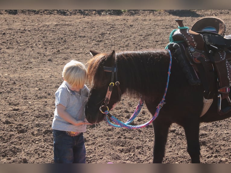 More ponies/small horses Mare 11 years 9 hh Black in Mount Vernon