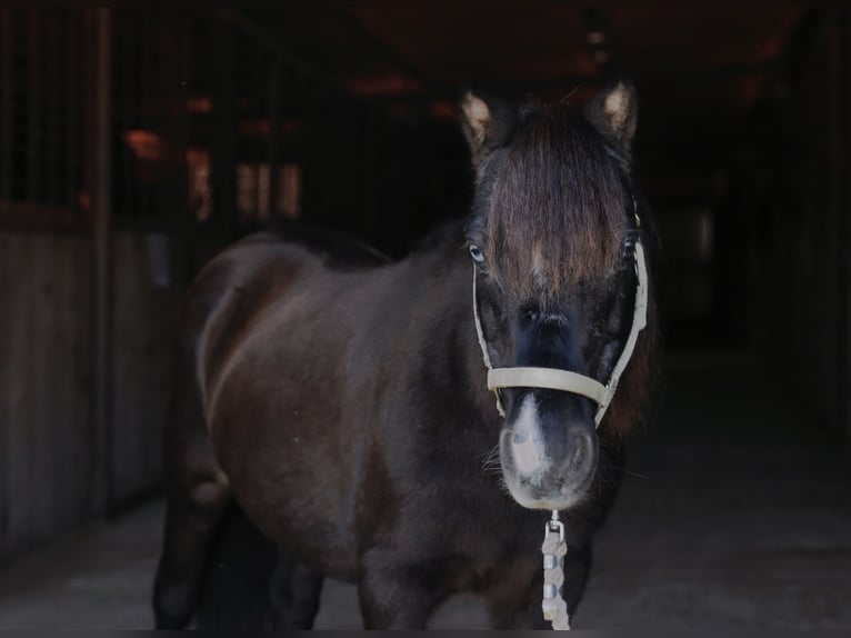 More ponies/small horses Mare 11 years 9 hh Black in Mount Vernon