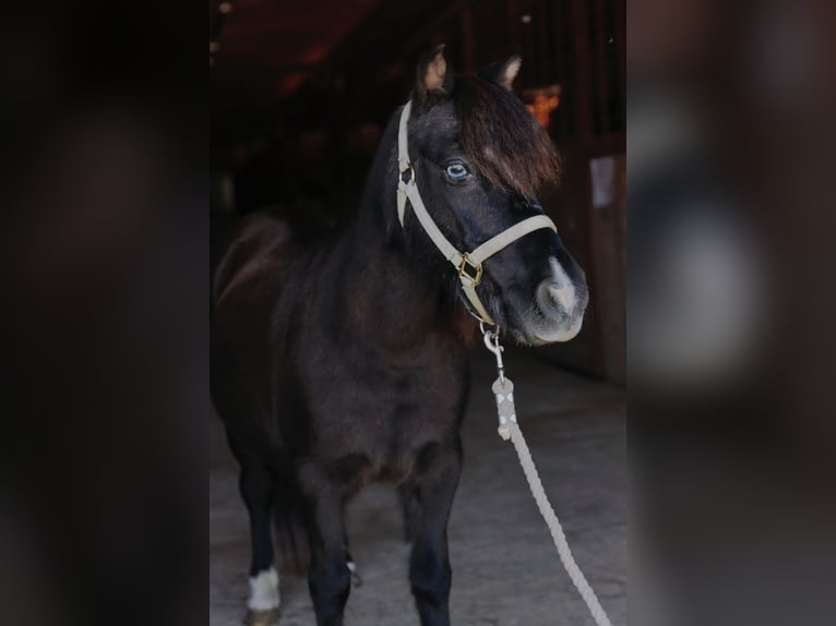 More ponies/small horses Mare 11 years 9 hh Black in Mount Vernon