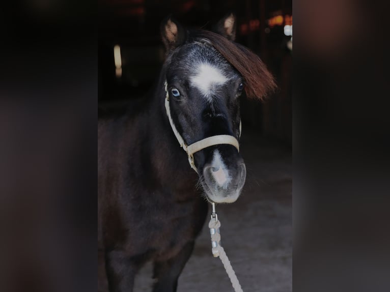 More ponies/small horses Mare 11 years 9 hh Black in Mount Vernon