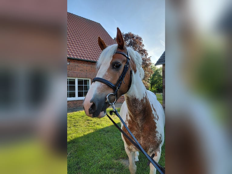 More ponies/small horses Mare 11 years Pinto in Wettringen