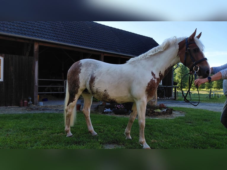 More ponies/small horses Mare 11 years Pinto in Wettringen