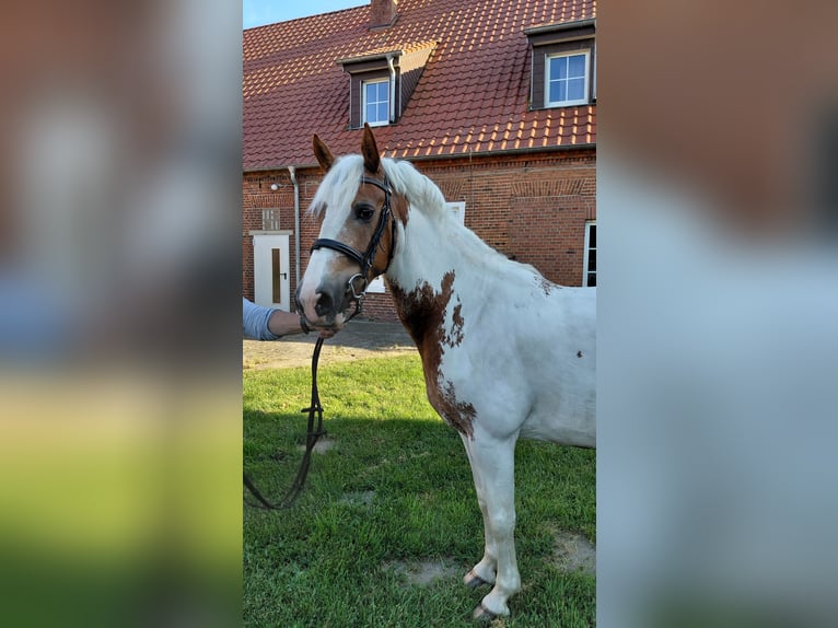 More ponies/small horses Mare 11 years Pinto in Wettringen