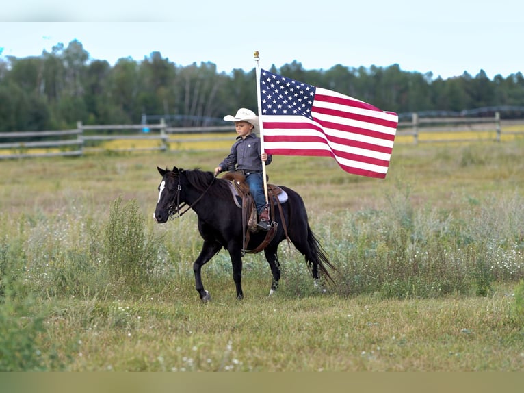 More ponies/small horses Mare 12 years 12 hh Black in Nevis