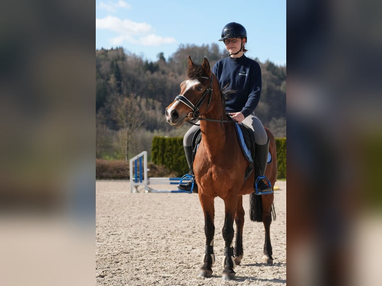 More ponies/small horses Mare 12 years 14 hh Brown in Weilers