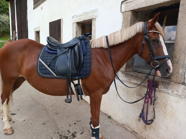 More ponies/small horses Mare 12 years 14,1 hh Chestnut-Red in Freistadt