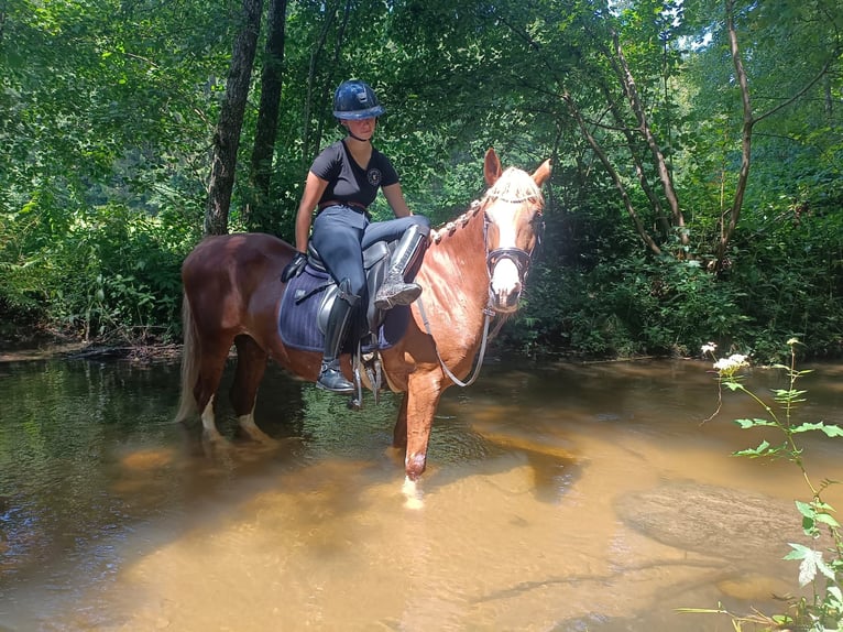 More ponies/small horses Mare 12 years 14,1 hh Chestnut-Red in Freistadt