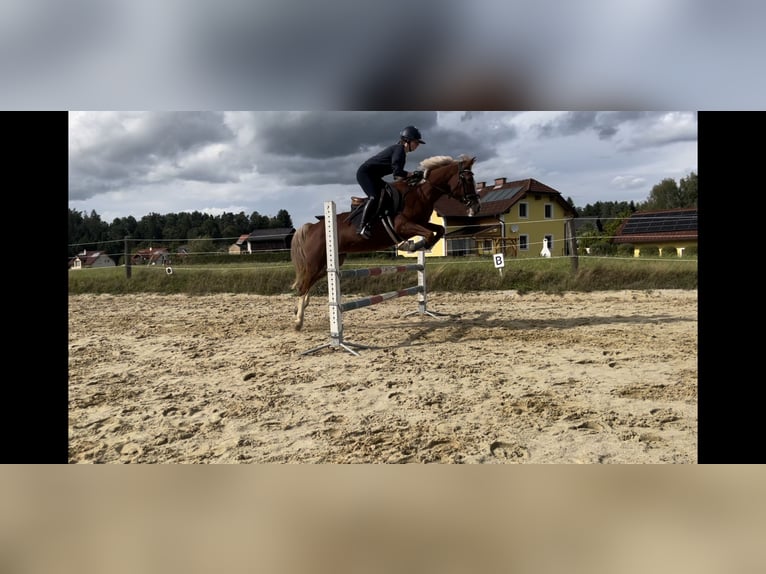 More ponies/small horses Mare 12 years 14,1 hh Chestnut-Red in Freistadt