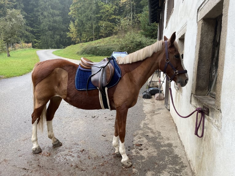 More ponies/small horses Mare 12 years 14,1 hh Chestnut-Red in Freistadt