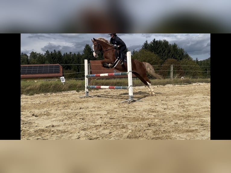 More ponies/small horses Mare 12 years 14,1 hh Chestnut-Red in Freistadt