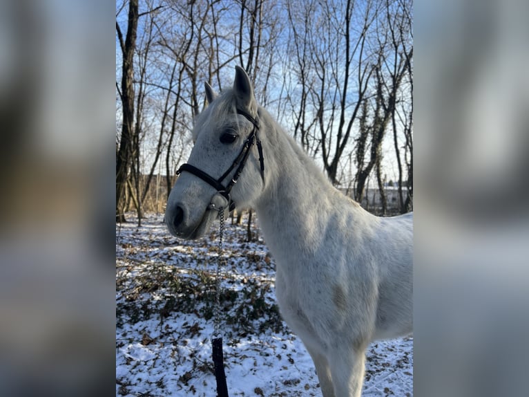 More ponies/small horses Mix Mare 12 years 14,1 hh Grey in Trzebnica