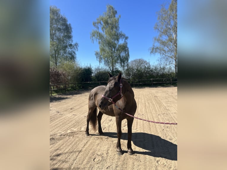 More ponies/small horses Mare 12 years 14,1 hh in Giekau