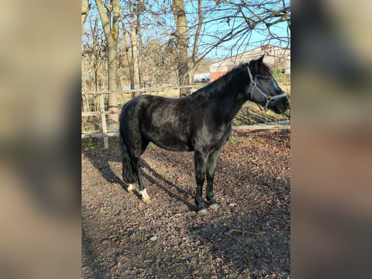More ponies/small horses Mare 12 years 14,2 hh Black in Vienenburg
