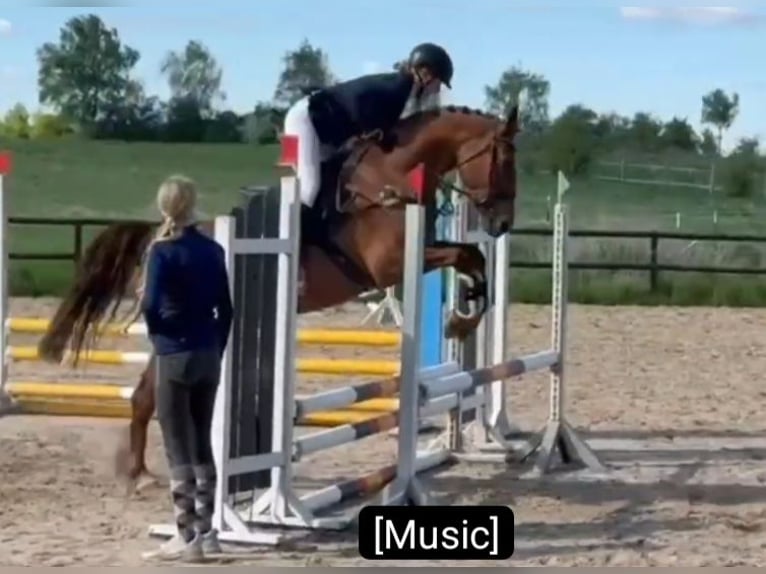 More ponies/small horses Mare 12 years 15.1 hh Chestnut-Red in Braunschweig