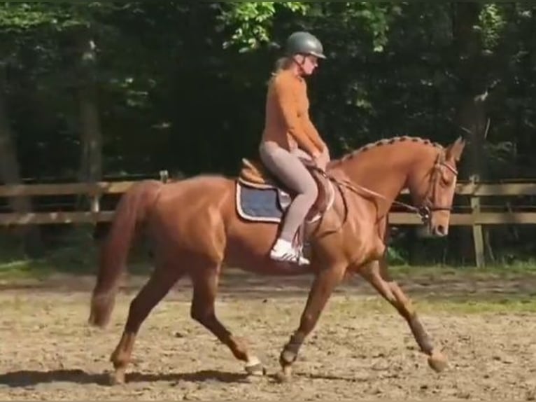 More ponies/small horses Mare 12 years 15.1 hh Chestnut-Red in Braunschweig