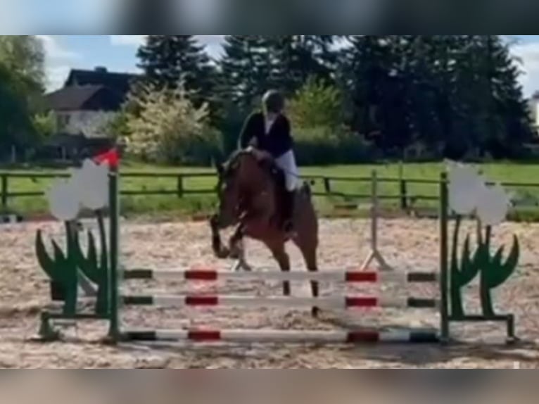More ponies/small horses Mare 12 years 15.1 hh Chestnut-Red in Braunschweig