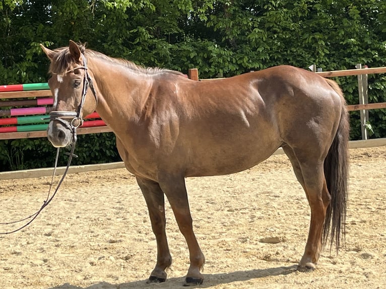 More ponies/small horses Mare 12 years 15 hh Chestnut-Red in Ursensollen