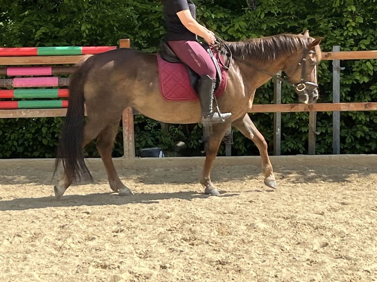 More ponies/small horses Mare 12 years 15 hh Chestnut-Red in Ursensollen
