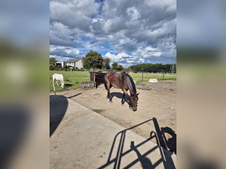 More ponies/small horses Mare 12 years 15 hh Roan-Red in Bochum