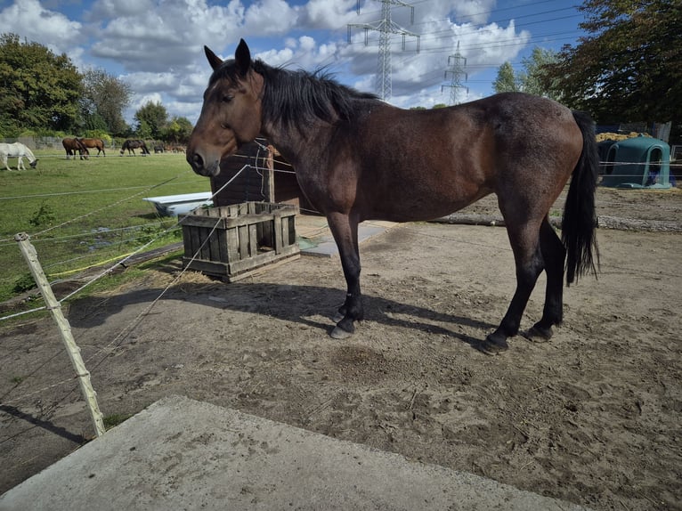 More ponies/small horses Mare 12 years 15 hh Roan-Red in Bochum