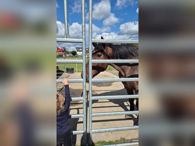 More ponies/small horses Mare 12 years 15 hh Roan-Red in Bochum