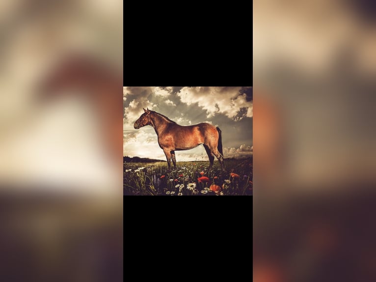 More ponies/small horses Mare 12 years 15 hh Roan-Red in Bochum