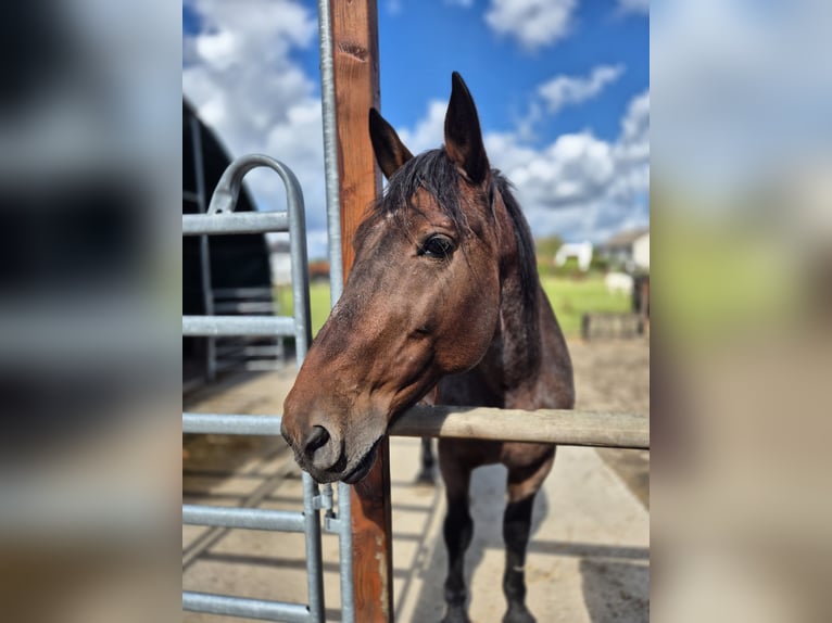 More ponies/small horses Mare 12 years 15 hh Roan-Red in Bochum
