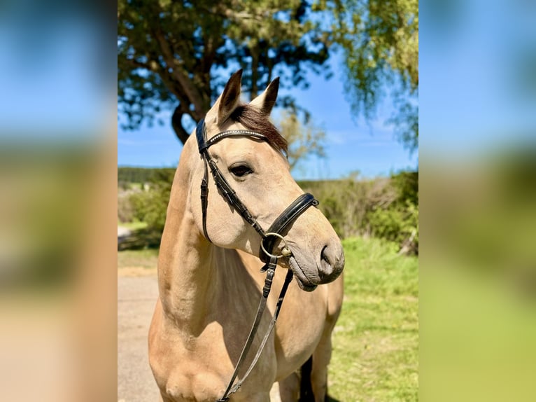 More ponies/small horses Mare 12 years 15,2 hh Buckskin in Pelmberg