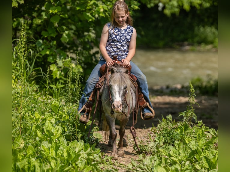 More ponies/small horses Mare 12 years 8,2 hh in Ewing, KY