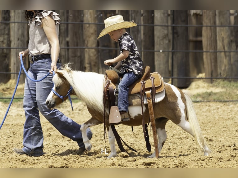 More ponies/small horses Mare 12 years 8 hh Pinto in Weatherford