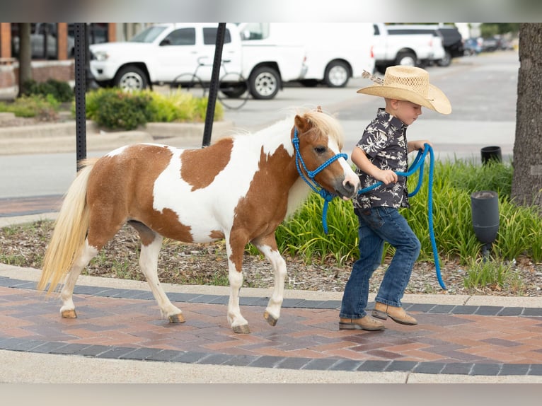 More ponies/small horses Mare 12 years 8 hh Pinto in Weatherford