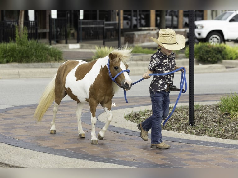 More ponies/small horses Mare 12 years 8 hh Pinto in Weatherford