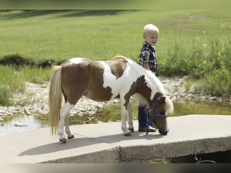 More ponies/small horses Mare 12 years 8 hh Pinto in Weatherford
