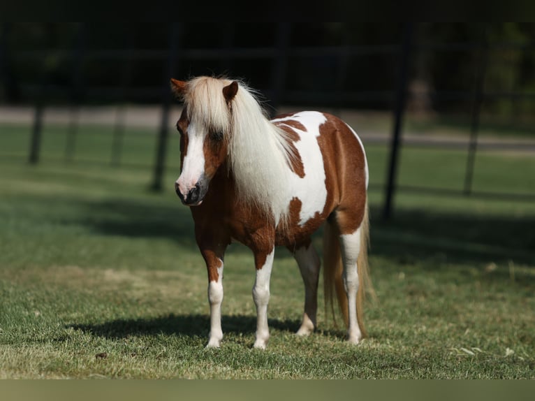 More ponies/small horses Mare 12 years 8 hh Pinto in Weatherford