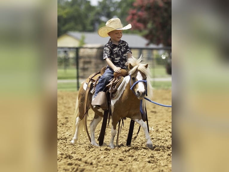 More ponies/small horses Mare 12 years 8 hh Pinto in Weatherford