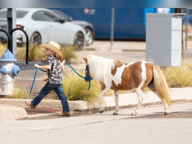 More ponies/small horses Mare 12 years 8 hh Pinto in Weatherford