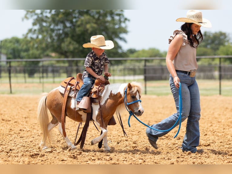 More ponies/small horses Mare 12 years 8 hh Pinto in Weatherford