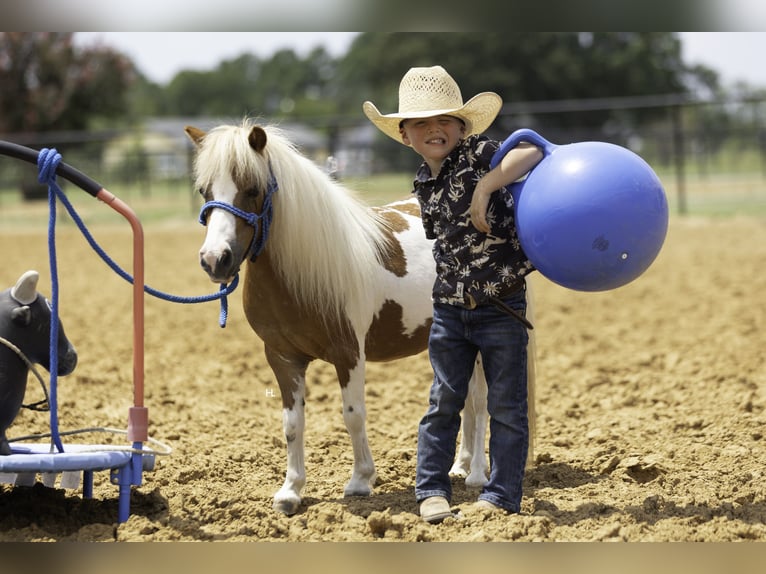 More ponies/small horses Mare 12 years 8 hh Pinto in Weatherford