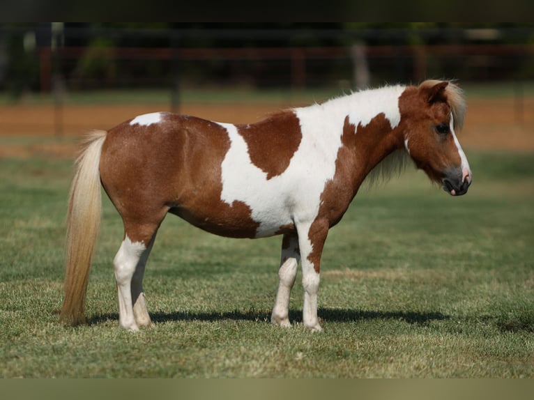 More ponies/small horses Mare 12 years 8 hh Pinto in Weatherford