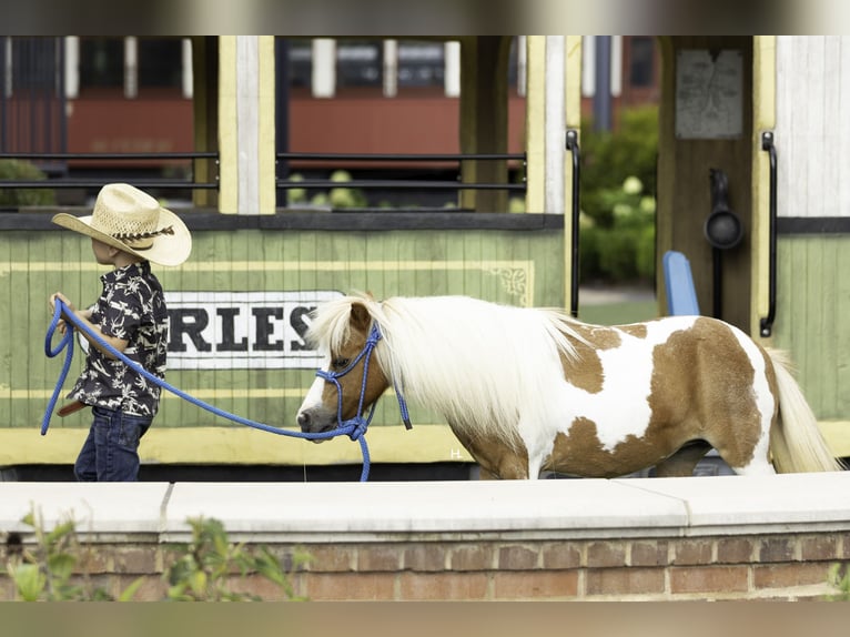 More ponies/small horses Mare 12 years 8 hh Pinto in Weatherford